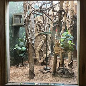 Tropic Zone - Bolivian Grey Titi/Chestnut Weaver Exhibit