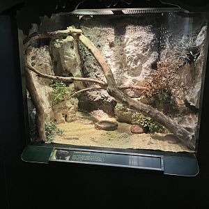 Tropic Zone - Common Chuckwalla Terrarium