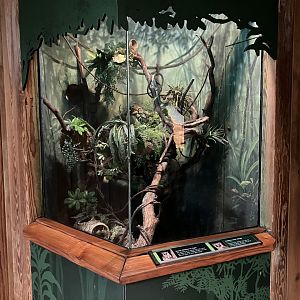 Tropic Zone - Mohol Bushbaby Exhibit