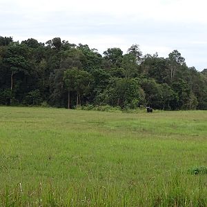 Gaur (Bos gaurus)