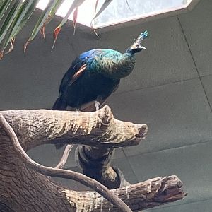 Tropic Zone - Green Peafowl