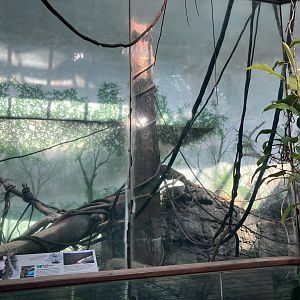 Tropic Zone - Black & White Ruffed Lemur Exhibit