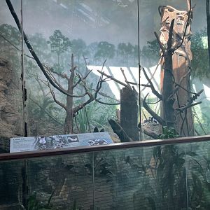 Tropic Zone - Black & White Ruffed Lemur Exhibit