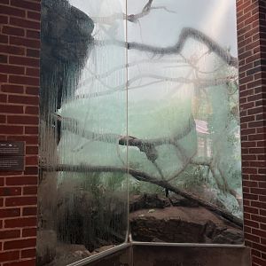 Tropic Zone - Collared Lemur Exhibit