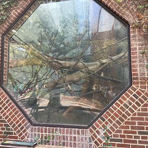 Tropic Zone - White-Faced Saki Exhibit