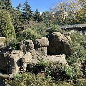 Temperate Territory - Japanese Macaque Exhibit