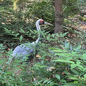 White-Naped Crane