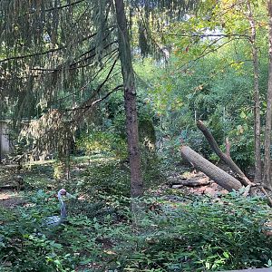 Temperate Territory - White-Naped Crane Exhibit