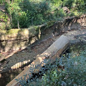 Temperate Territory - White-Naped Crane Exhibit