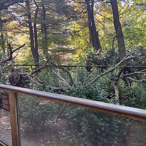 Temperate Territory - Nepalese Red Panda Exhibit