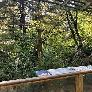 Temperate Territory - Nepalese Red Panda Exhibit
