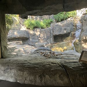 Temperate Territory - Snow Leopard Exhibit