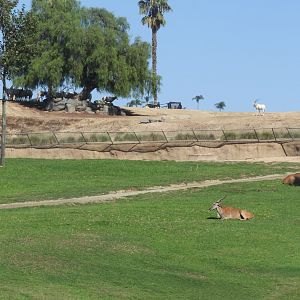 Eland and scimitar-horned oryx