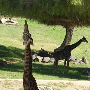 Giraffes and sable antelope