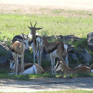 Spingbok