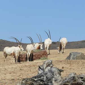 Scimitar-horned oryx