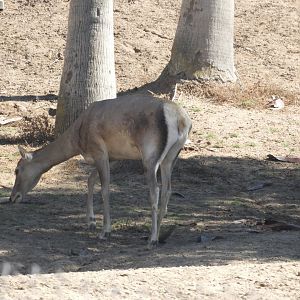Bactrian deer