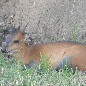 Red-flanked duiker
