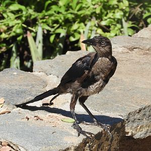 Wild great-tailed grackle