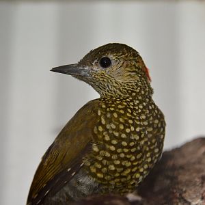 Buff-spotted woodpecker (Pardipicus nivosus nivosus)