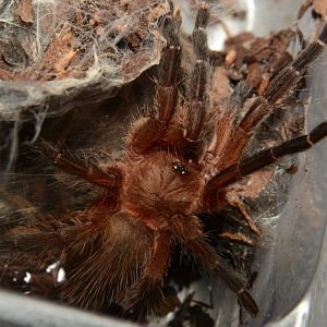 Neon pink & purple tarantula (Dolichothele rufoniger)