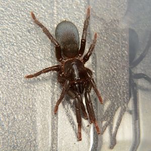 Indian blue dwarf tarantula (Sahydroaraneus raja)