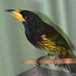 Great barbet (Psilopogon virens virens)