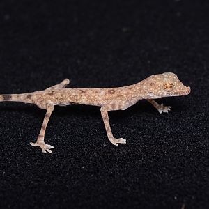 Gulf sand gecko (Pseudoceramodactylus khobarensis)