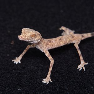 Gulf sand gecko (Pseudoceramodactylus khobarensis)