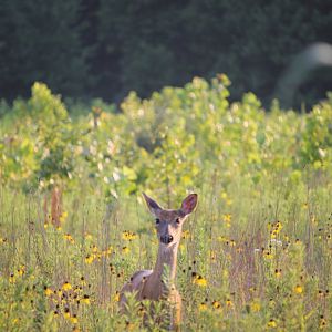 White-Tailed Deer (Odocoileus virginianus)
