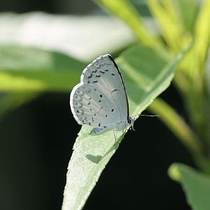 Summer azure (Celastrina neglecta)