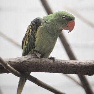 Great-billed parrot, 1983