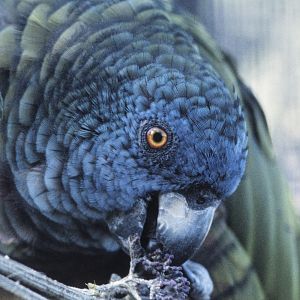St Lucia Amazon, 1983