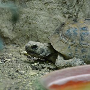 Mesopotamian tortoise (Testudo graeca terrestris)