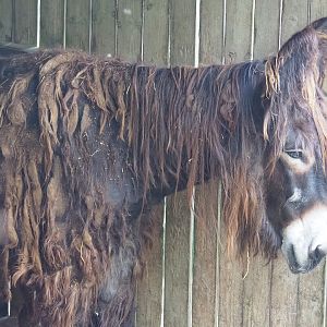 Poitou donkey (Equus africanus asinus), 2023-06-24