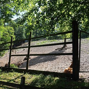 Père David's deer paddock, 2023-06-24