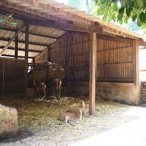Père David's deer shelter, 2023-06-24