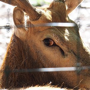 Père David's deer (Elaphurus davidianus) stag, 2023-06-24
