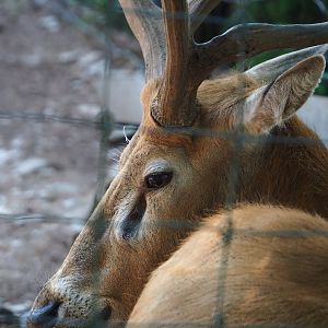 Père David's deer (Elaphurus davidianus) stag, 2023-06-24