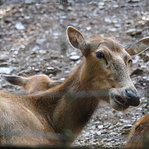 Père David's deer (Elaphurus davidianus) doe, 2023-06-24