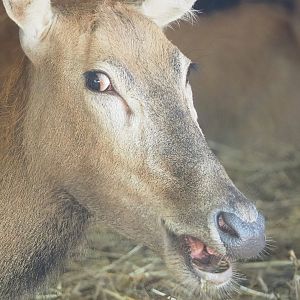 Père David's deer (Elaphurus davidianus) doe, 2023-06-24