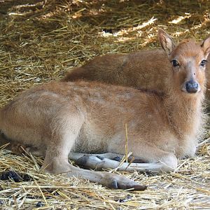 Père David's deer (Elaphurus davidianus) juvenile, 2023-06-24