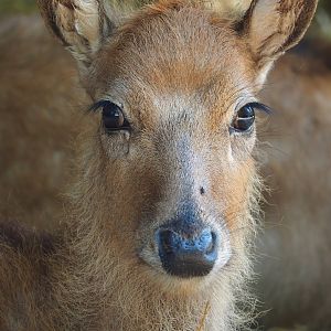 Père David's deer (Elaphurus davidianus) juvenile, 2023-06-24