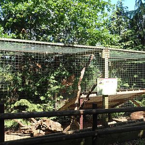Striped skunk exhibit, 2023-06-24