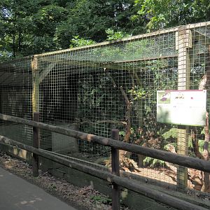 Striped skunk exhibit, 2023-06-24