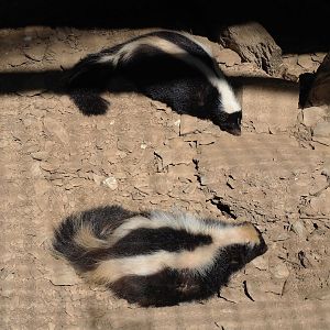 Striped skunks (Mephitis mephitis), 2023-06-24
