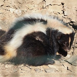 Striped skunk (Mephitis mephitis), 2023-06-24