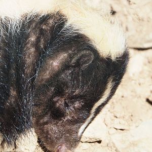 Striped skunk (Mephitis mephitis), 2023-06-24