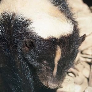 Striped skunk (Mephitis mephitis), 2023-06-24