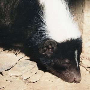 Striped skunk (Mephitis mephitis), 2023-06-24